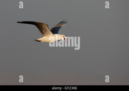 Hartlaubs Möwe, Chroicocephalus Hartlaubii, einzelne Vogel im Flug, Süd Afrika, August 2016 Stockfoto