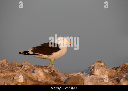 Seetang-Möve, Larus Dominicanus, einziger Vogel am Boden, Südafrika, August 2016 Stockfoto