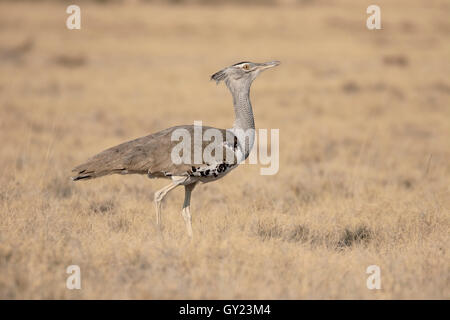 Kori Bustard, Ardeotis Kori. Vogel, Südafrika, August 2016 Stockfoto