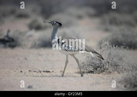 Kori Bustard, Ardeotis Kori. Vogel, Südafrika, August 2016 Stockfoto