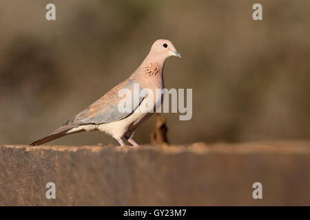 Lachen oder Palm Taube Streptopelia Senegalensis, einziger Vogel am Boden, Südafrika, August 2016 Stockfoto