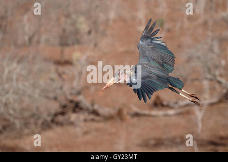 Marabou Storch, Leptoptilos Crumeniferus, einziger Vogel im Flug, Südafrika, August 2016 Stockfoto