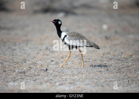 Nördlichen schwarz-Korhaan, Afrotis Afraoid, einzelne männlich, Südafrika, August 2016 Stockfoto