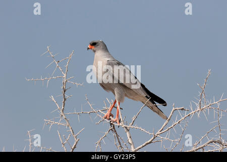 Blasse singen Goshawk Melierax Canorus, einziger Vogel auf Zweig, Südafrika, August 2016 Stockfoto