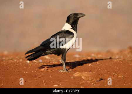 Trauerschnäpper Krähe, Corvus Albus, einziger Vogel am Boden, Südafrika, August 2016 Stockfoto