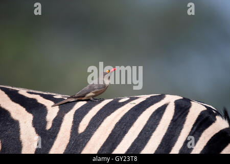 Rot-billed Oxpecker Buphagus Erythrorhynchus, einziger Vogel auf Zebra, Südafrika, August 2016 Stockfoto