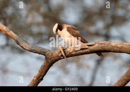 Südlichen weiß gekrönt Shrike Eurocephalus Anguitimens, einziger Vogel auf Zweig mit Insekt, Namibia, August 2016 Stockfoto