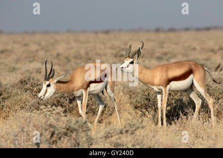 Springbock, Antidorcas Marsupialis, zwei Säugetieren, Namibia, August 2016 Stockfoto