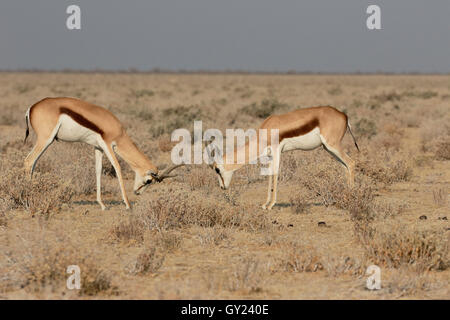 Springbock, Antidorcas Marsupialis, zwei Säugetieren, Namibia, August 2016 Stockfoto