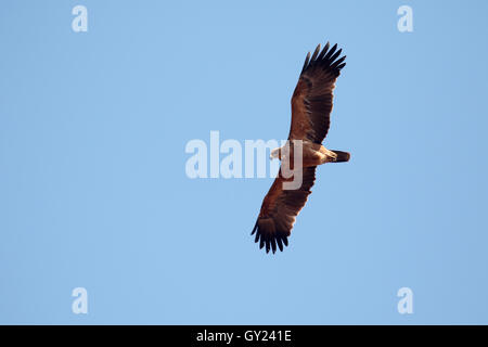 Tawny Adler, Aquila Rapax, einziger Vogel im Flug, Südafrika, August 2016 Stockfoto