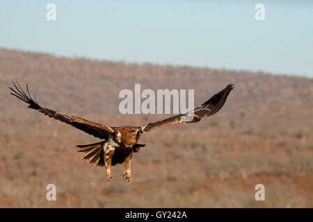 Tawny Adler, Aquila Rapax, einziger Vogel im Flug, Südafrika, August 2016 Stockfoto