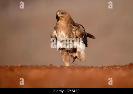 Tawny Adler, Aquila Rapax, einziger Vogel am Boden, Südafrika, August 2016 Stockfoto