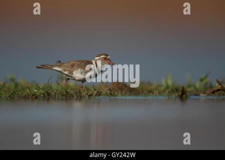 Drei-banded Regenpfeifer Charadrius Tricollaris einzelne Vogel durch Wasser, Südafrika, August 2016 Stockfoto