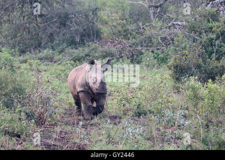 Weiße Nashorn, Diceros Simus, einzelne junge Säugetier, Südafrika, August 2016 Stockfoto