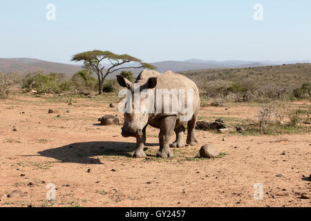 Weiße Nashorn, Diceros Simus, einziges Säugetier, Südafrika, August 2016 Stockfoto