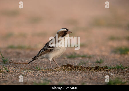Weißer-browed Spatz-Weber, Plocepasser Mahali, einziger Vogel im Stock, Süd-Afrika, August 2016 Stockfoto