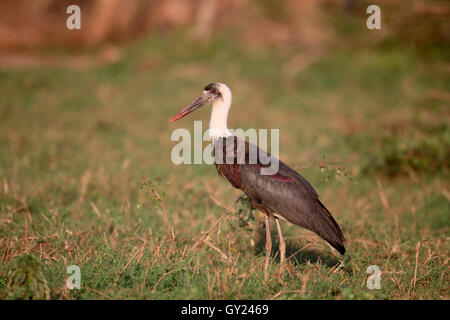 Wollig-necked Storch Ciconia Episcopus, einziger Vogel auf dem Rasen, Südafrika, August 2016 Stockfoto