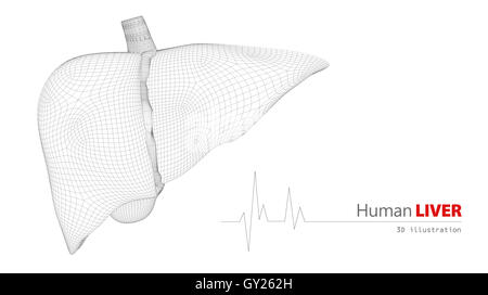 Darstellung der menschlichen Anatomie Leber Stockfoto