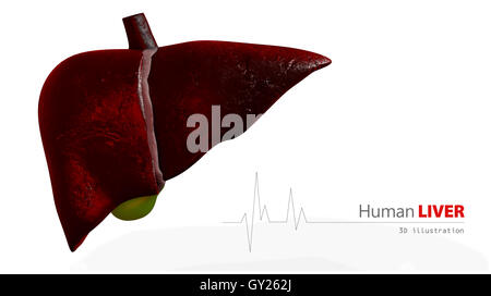 Darstellung der menschlichen Anatomie Leber Stockfoto