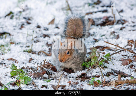 Graue Eichhörnchen Sciurus Carolinensis auf der Suche nach Nahrung im Schnee begraben Stockfoto