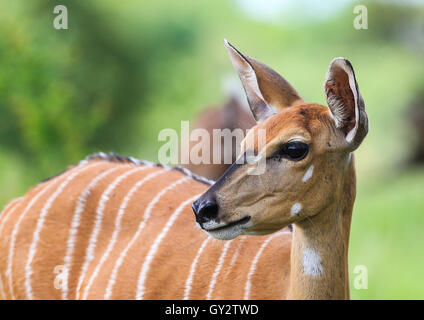 Weibliche Kudu im Krüger Nationalpark in Südafrika Stockfoto