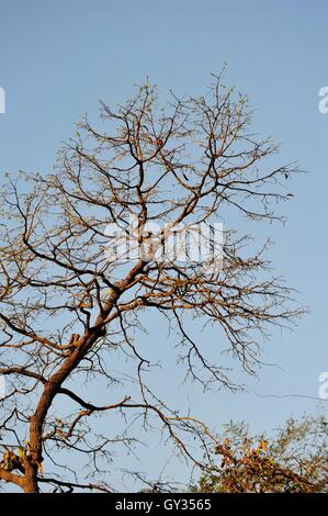 Trockenen Baum Stockfoto