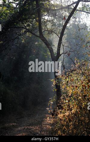 Wald-Lichtstrahl Stockfoto