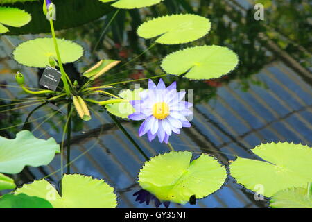 Amazon Waterlily (Victoria Amazonica) Blume und schwimmende Seerose Haus, Royal Botanic Gardens, Kew, London England UK verlässt Stockfoto