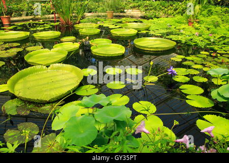 Amazon Waterlily (Victoria Amazonica) Blume und schwimmende Seerose Haus, Royal Botanic Gardens, Kew, London England UK verlässt Stockfoto