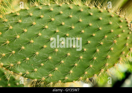 Nahaufnahme von Spikes auf Blatt Opuntia Echios Kaktus, Stockfoto