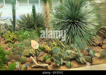 Wüstenpflanzen innerhalb der Princess of Wales Conservatory Royal Botanic Gardens, Kew, London, England, UK Stockfoto