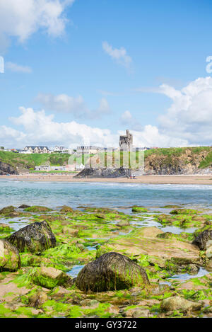 Seetang bedeckt Felsen mit Burg und Klippen auf Ballybunion Strand im County Kerry Irland Stockfoto