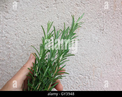 Frau Hand mit Rosmarin auf rustikalen Hintergrundwand Stockfoto