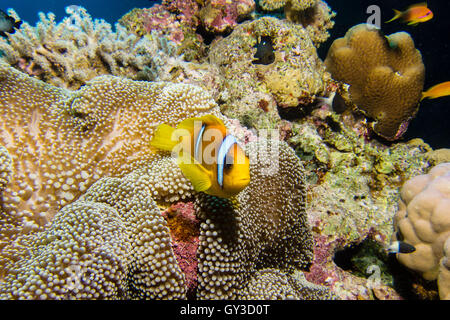 Nemo Fisch in einer anemone Stockfoto