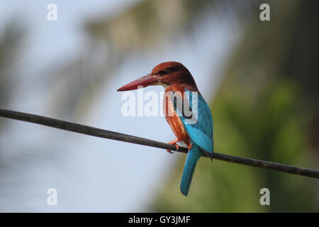 Weiße-throated Kingfisher Halcyon Smyrnensis schönen blauen Vogel sitzend auf Draht Stockfoto