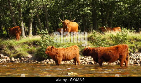 Highland Cattle Abkühlung an einem heißen Tag im August in Glen Nevis in Lochaber. Stockfoto