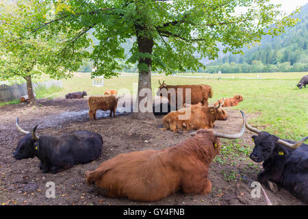 Von roten Haaren schottische Highlander Kühe ruhen gehört. Stockfoto