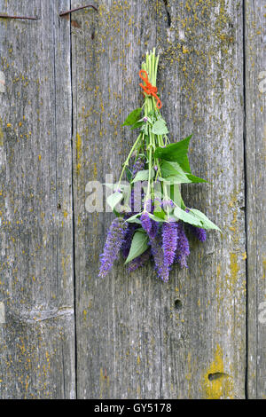 Reihe von violette Blüte Anis Ysop (Wildform Foeniculum) auf alten Scheune Holzwand Stockfoto