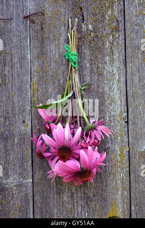 Echinacea-Blumenstrauß hängen hölzerne alten rustikalen Hintergrund Stockfoto
