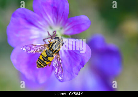 Nahaufnahme von einem typischen Erwachsenen-Schwebfliege (Syrphus) Fütterung aus Nektar und pollen Stockfoto