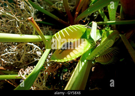 Eine Venusfliegenfalle (auch bezeichnet als die Venusfliegenfalle oder Venusfliegenfalle), Dionaea Muscipula, mit einer Fliege drin. Stockfoto