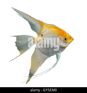 Hintergrund mit einem Porträt des Goldenen Engel Fisch Stockfoto