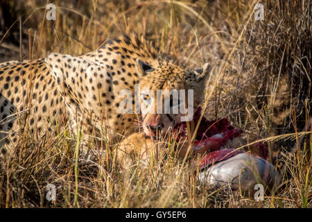 Gepard Essen aus eine andere Kadaver in den Rasen in Sabi Sabi Wildreservat, Südafrika. Stockfoto