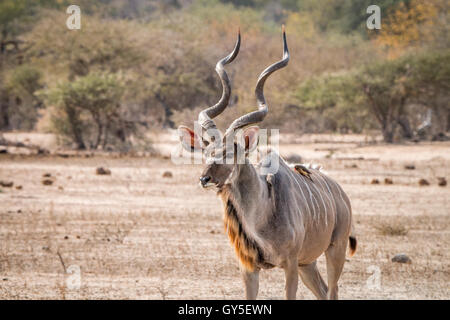 Großer Kudu-Männchen mit Oxpeckers im Kruger National Park, Südafrika. Stockfoto