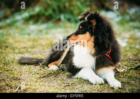 Junge Shetland Sheepdog, Sheltie, Collie Welpen im freien Stockfoto