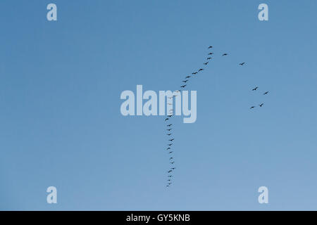 Herde Gänse fliegen In V-Formation fliegen im sonnigen blau Herbst oder Frühlingshimmel Stockfoto