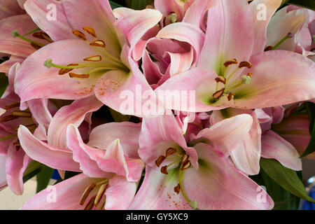 Paar schöne rosa Lilien als floraler Hintergrund Stockfoto