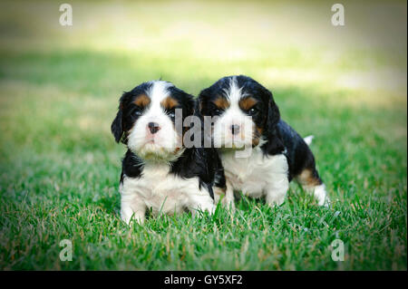 Labrador Retriever Welpen Stockfoto