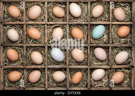 Box mit Hühner-, Puten-, Gans und Ente Eiern Sammlung Stockfoto