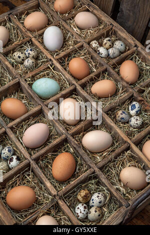 Box mit Hühner-, Puten-, Gans und Ente Eiern Sammlung Stockfoto